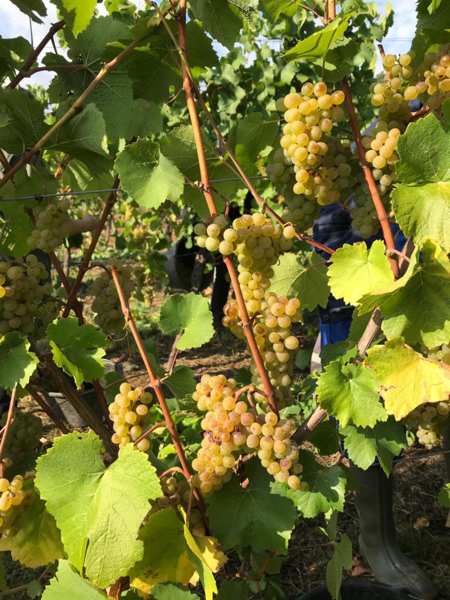 Gaestehaus Und Weingut Bernd Frieden Nittel Eksteriør billede