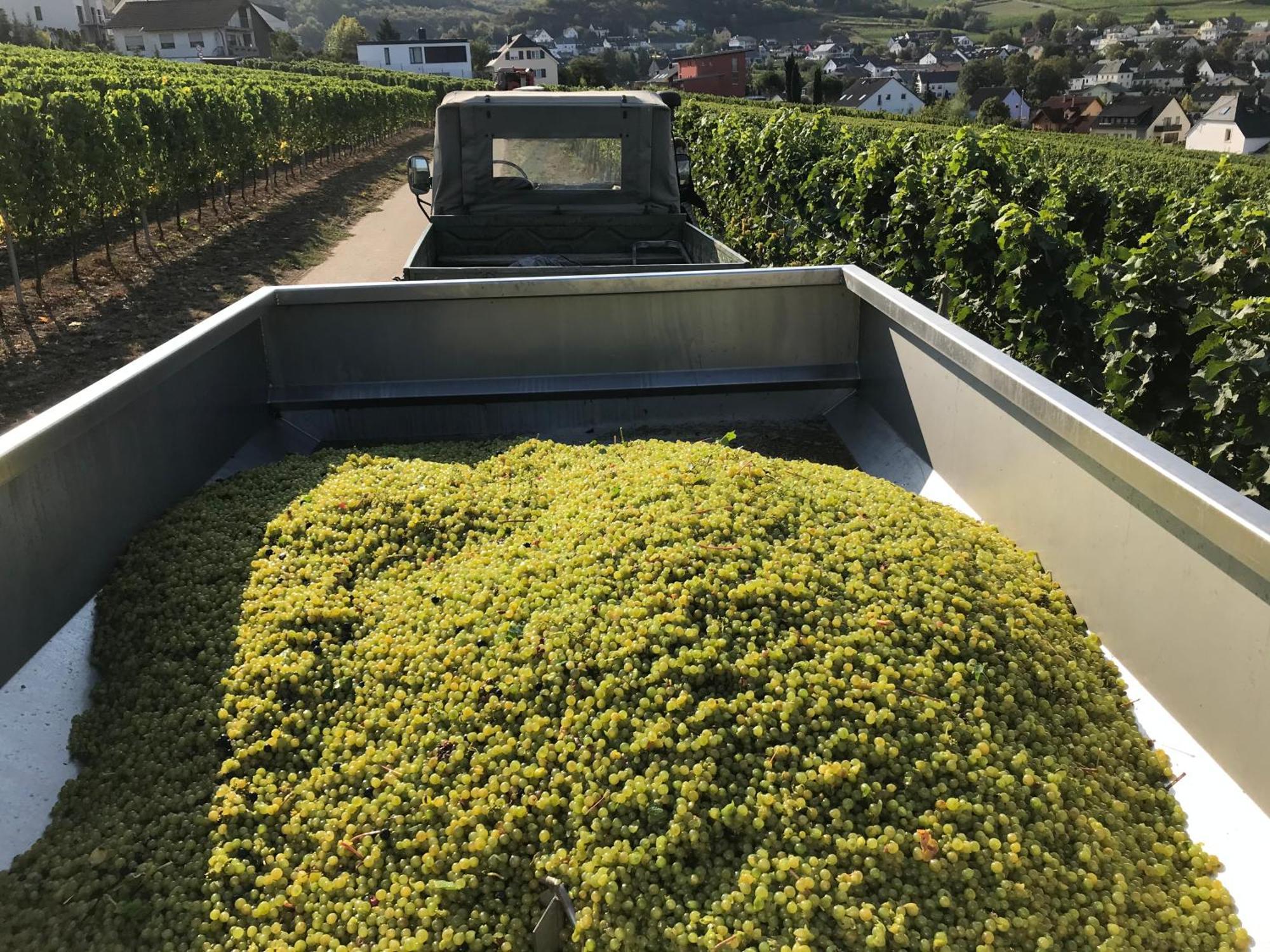 Gaestehaus Und Weingut Bernd Frieden Nittel Eksteriør billede