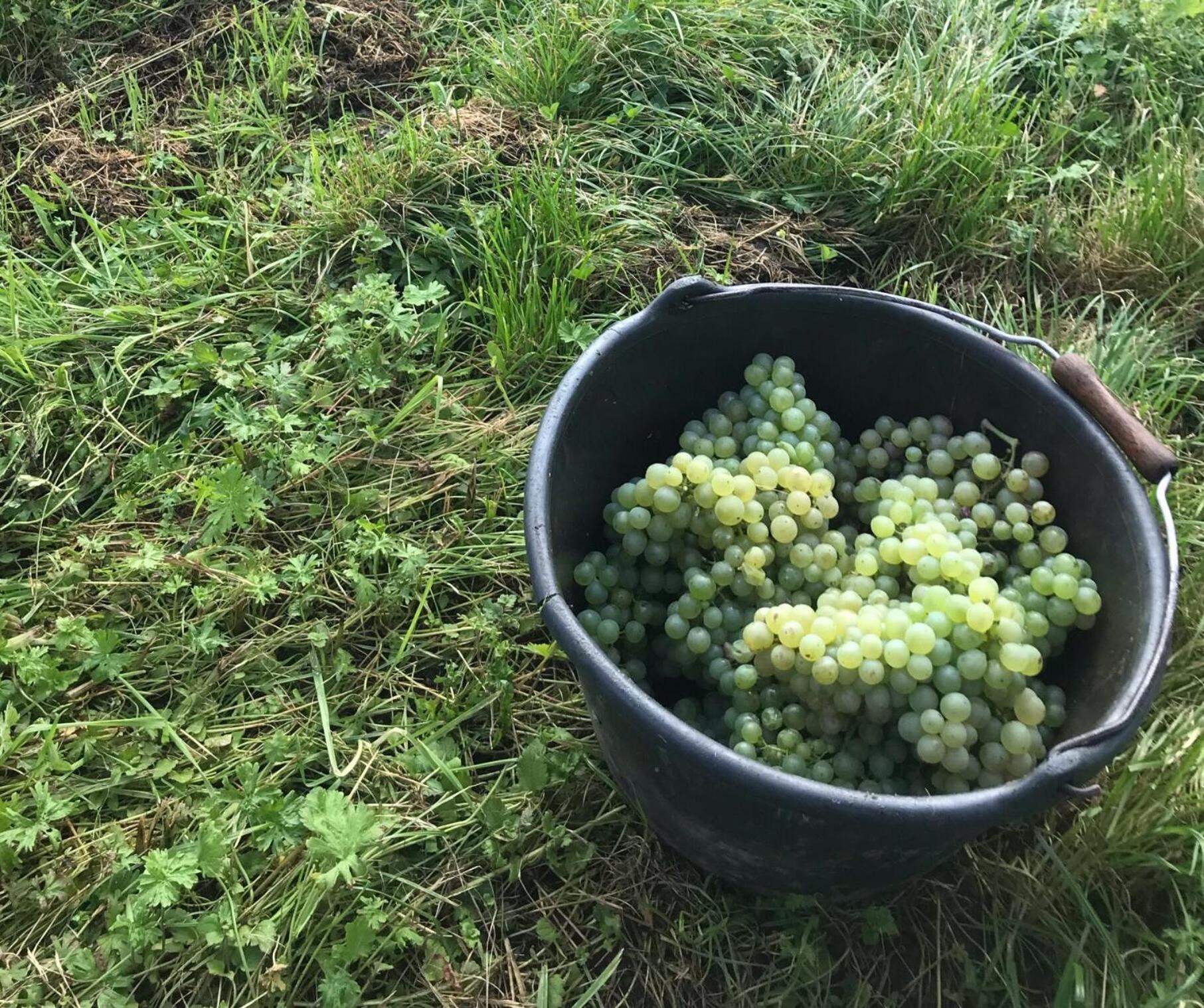 Gaestehaus Und Weingut Bernd Frieden Nittel Eksteriør billede